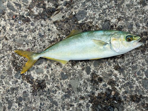 ヒラマサの釣果