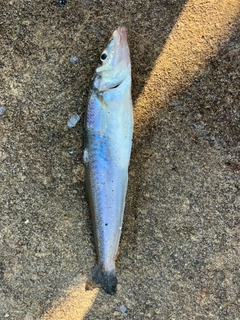 キスの釣果