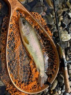 ニジマスの釣果