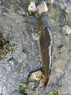 コイの釣果
