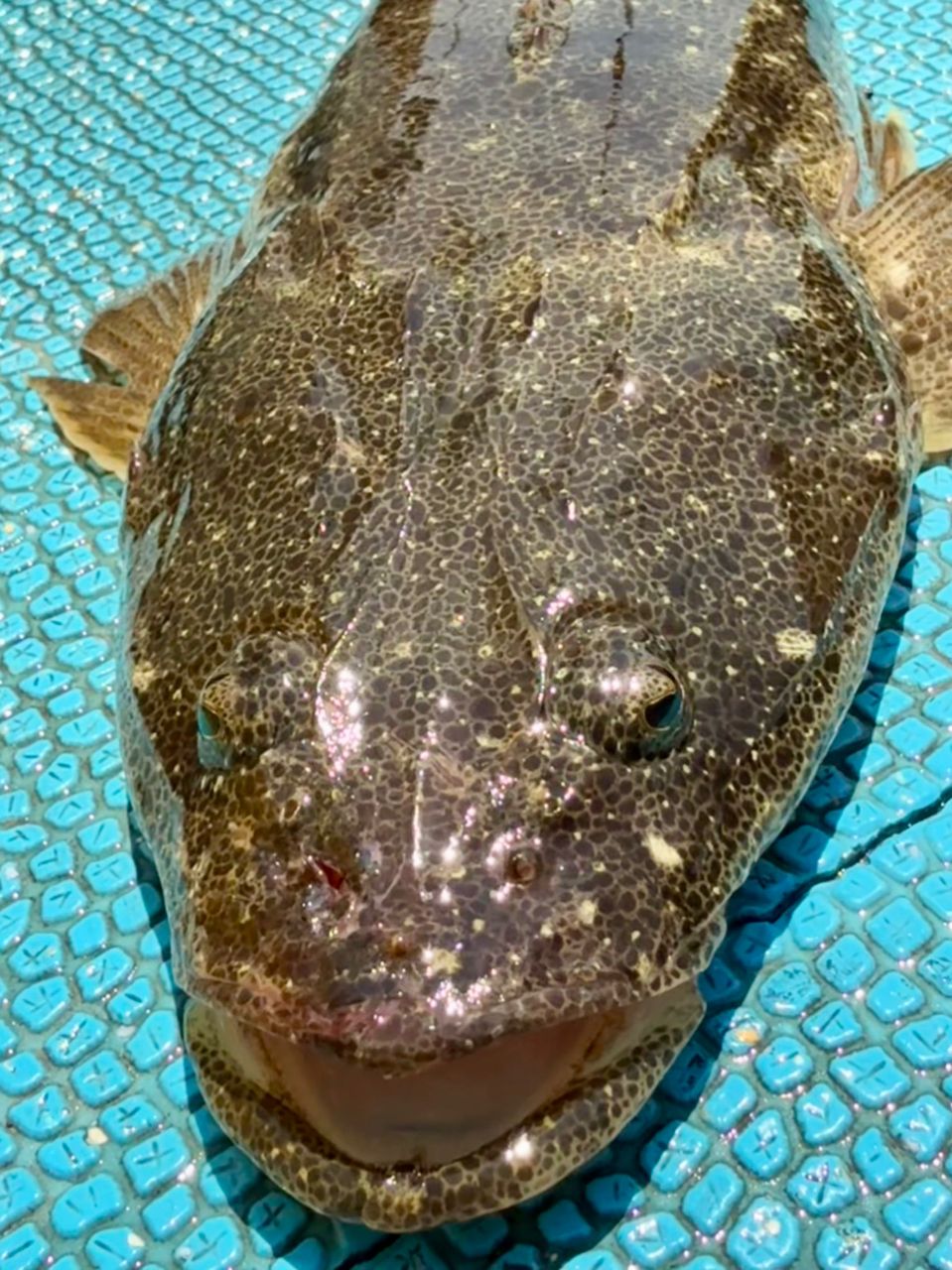 TAJ MAHALさんの釣果 1枚目の画像