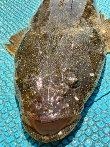 マゴチの釣果