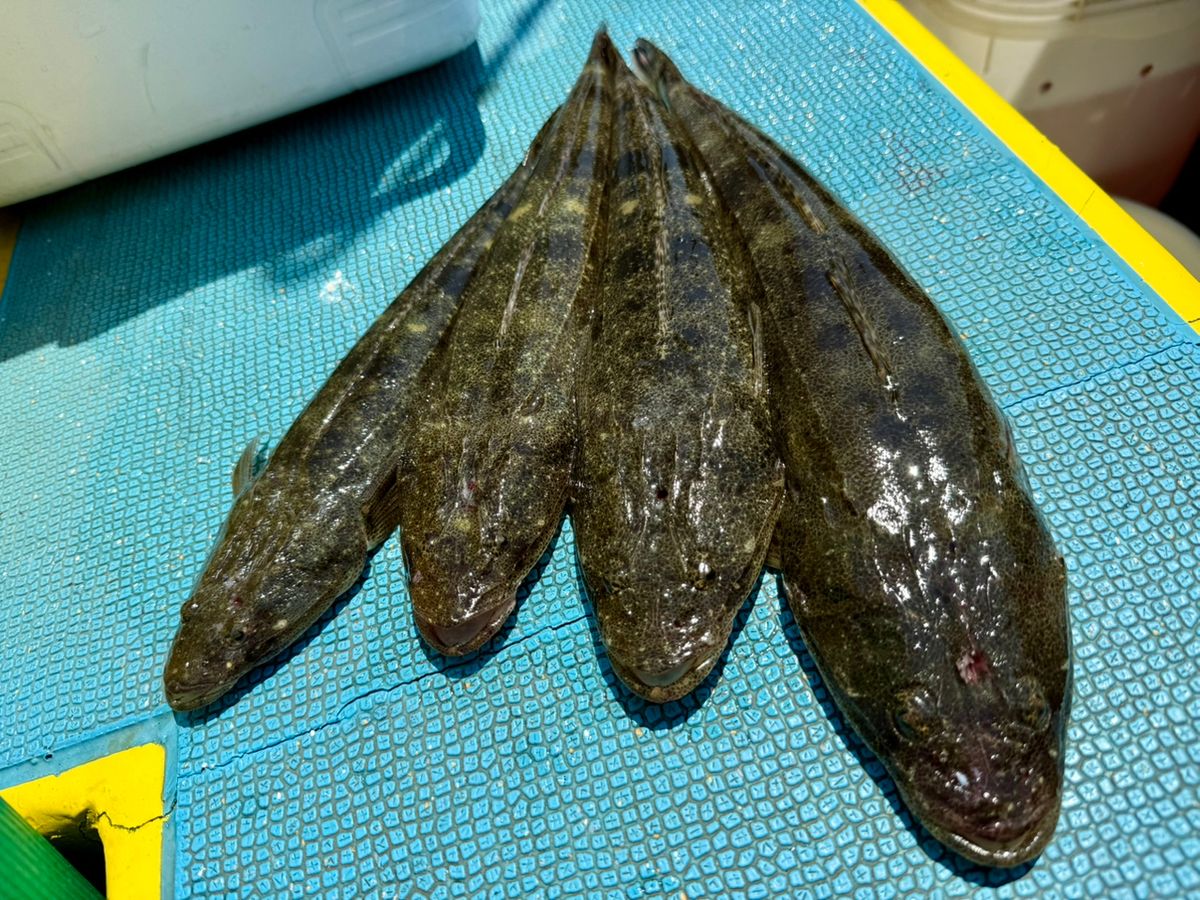 TAJ MAHALさんの釣果 2枚目の画像