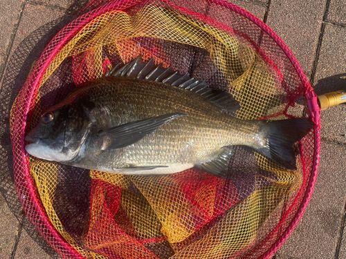 クロダイの釣果