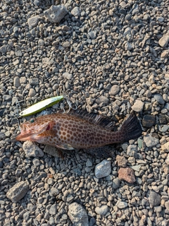 オオモンハタの釣果