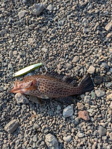 オオモンハタの釣果