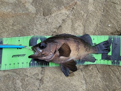 メバルの釣果