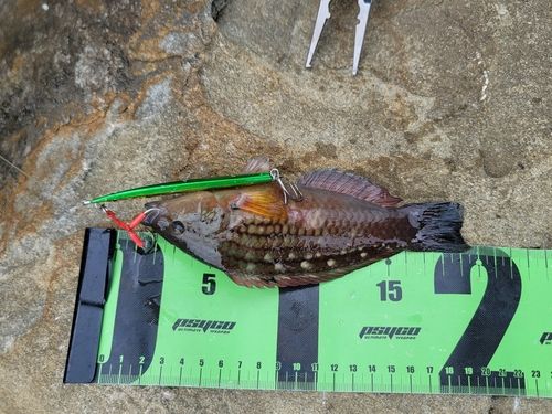 ベラの釣果