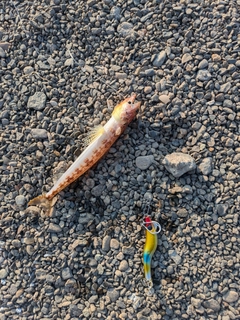 ホシノエソの釣果