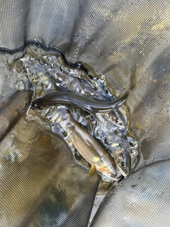 アユの釣果
