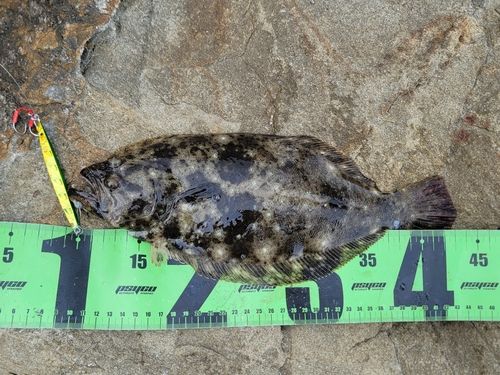 ソゲの釣果
