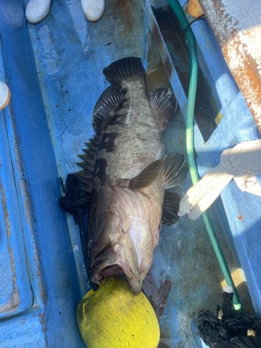 クエの釣果
