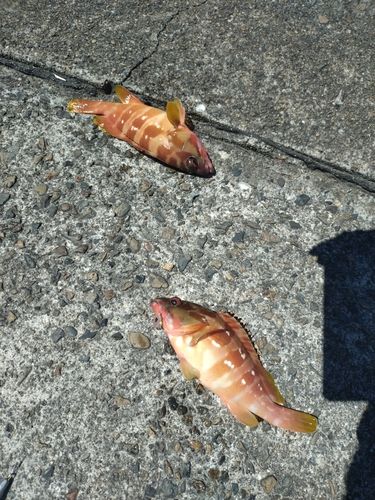 アカハタの釣果