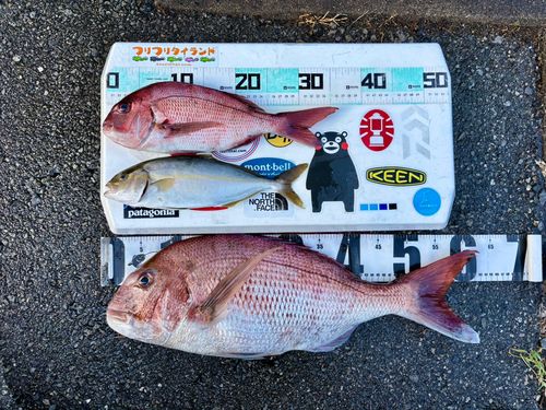 マダイの釣果