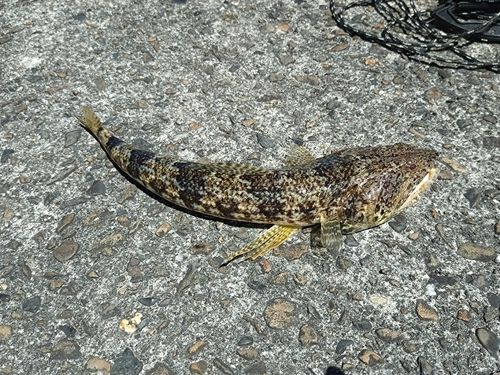 エソの釣果