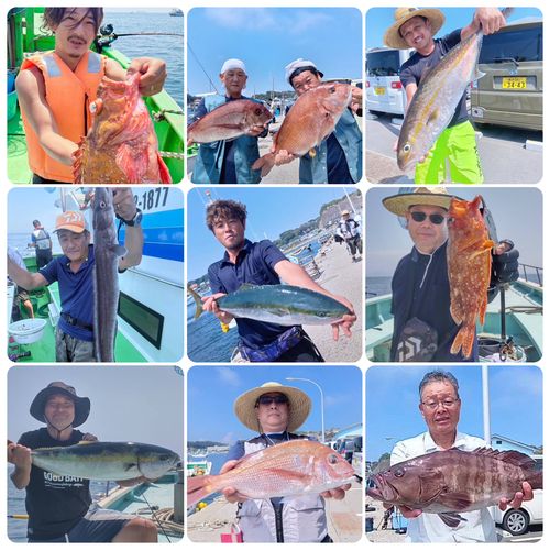 カンパチの釣果