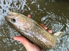 アメマスの釣果