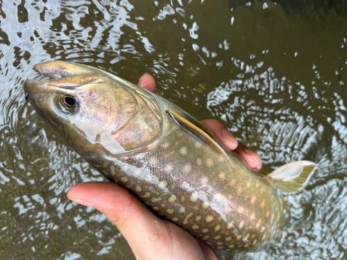アメマスの釣果