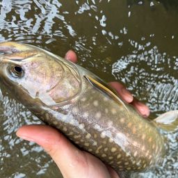 アメマス