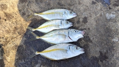 シマアジの釣果