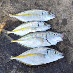 シマアジ