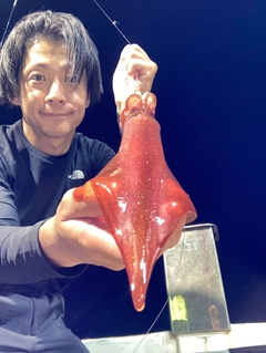 ケンサキイカの釣果