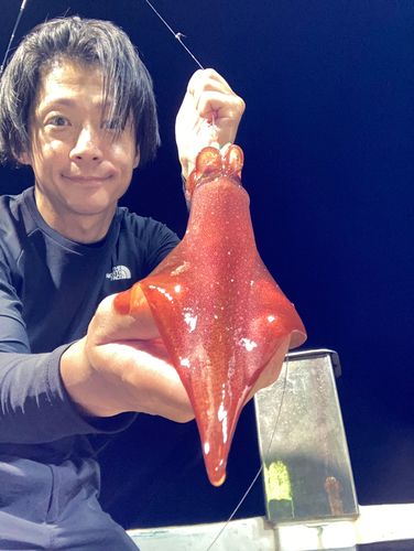 ケンサキイカの釣果