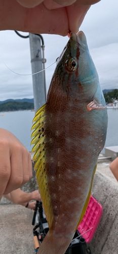 イソベラの釣果