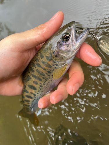 ヤマメの釣果
