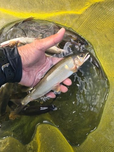アユの釣果