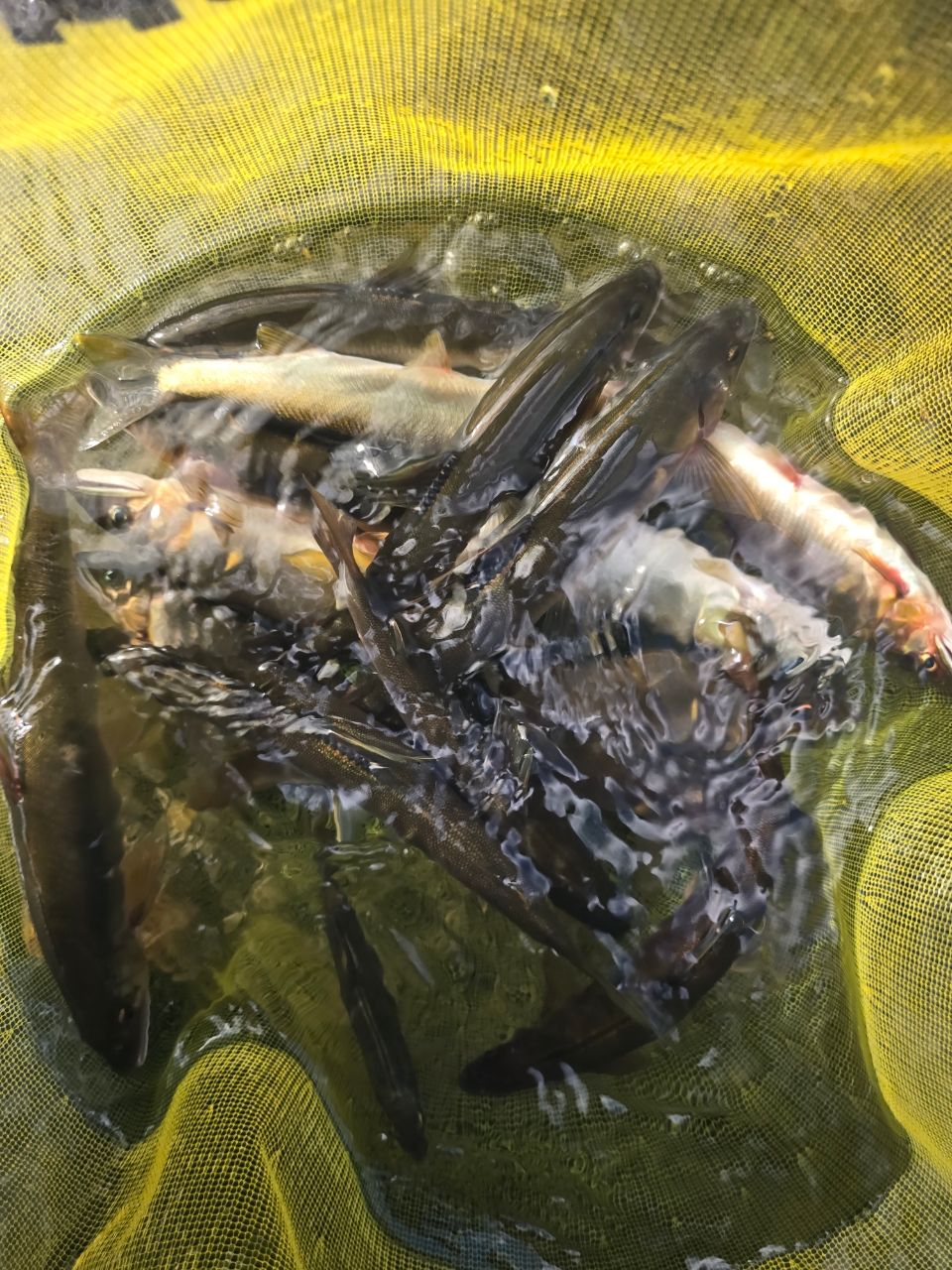 アユ