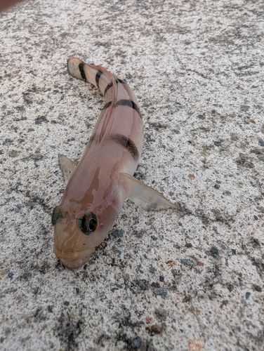ハゼの釣果