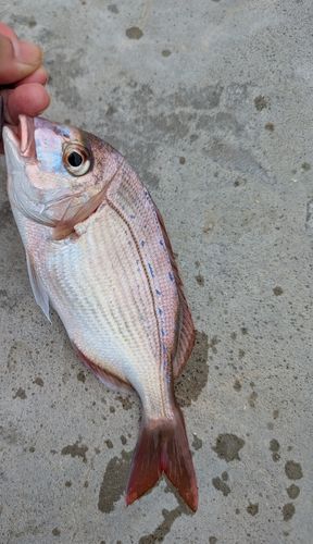 タイの釣果