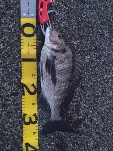クロダイの釣果