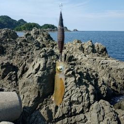 アオリイカ