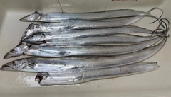タチウオの釣果