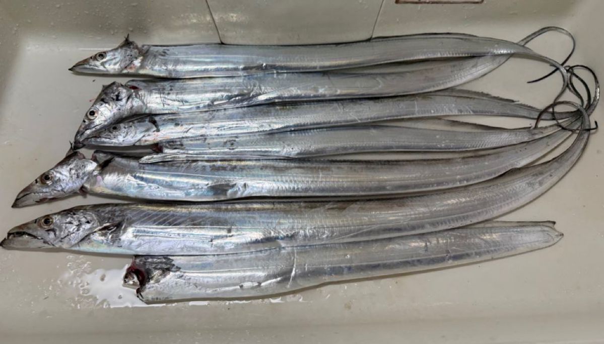 にるぎりさんの釣果 1枚目の画像