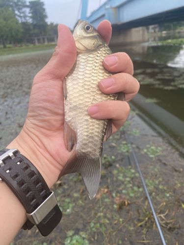 フナの釣果
