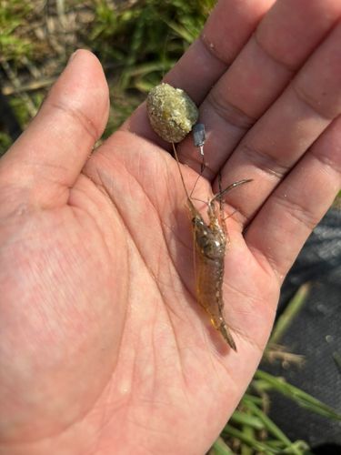 テナガエビの釣果