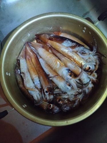 イカの釣果