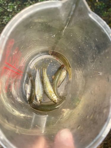 クチボソの釣果