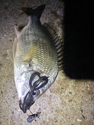 チヌの釣果