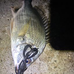 チヌ