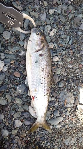 コノシロの釣果