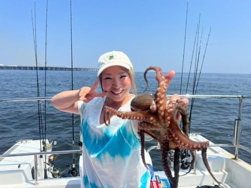 マダコの釣果