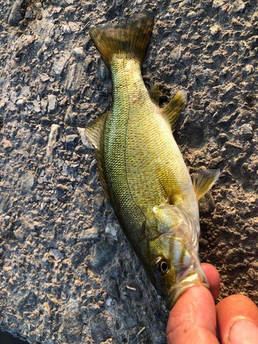 スモールマウスバスの釣果