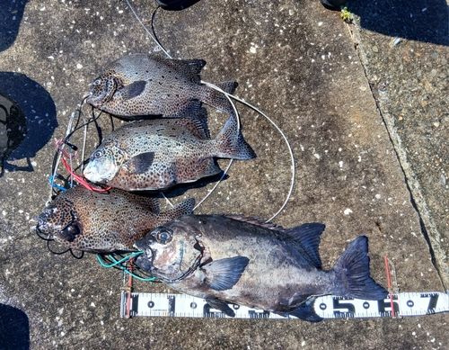 イシダイの釣果