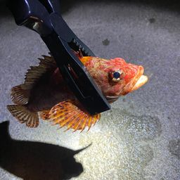 オニカサゴ
