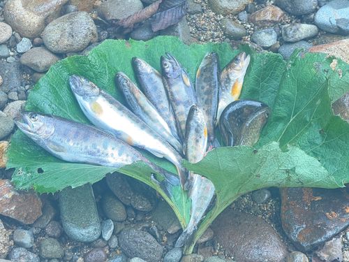 ヤマメの釣果