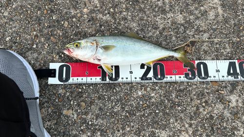 ツバスの釣果
